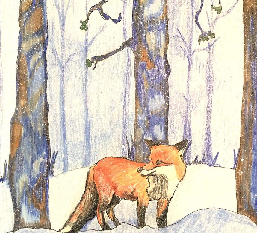 Winter Fox – Virtual Drawing